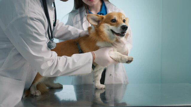 Smiling fluffy pet dog feeling good after veterinary treatment.Slow motion excellent vet service concept. Portrait of adorable cute welsh Corgi breed dog sitting on table in vet clinic cabinet indoors