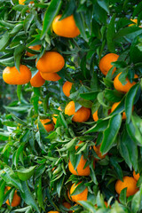Closeup of ripe juicy mandarin oranges in greenery on tree branches .. © JackF