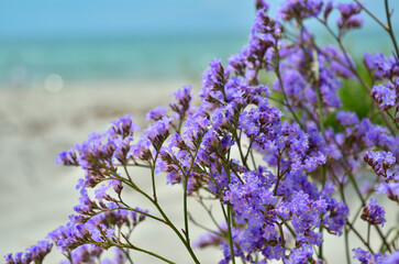 Blue limonium flowers grow on the sea beach