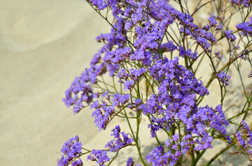 Blue limonium flowers grow on the sea beach