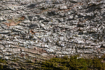 old tree bark with moss as background 5