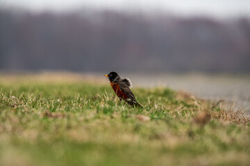 Robin in the grass