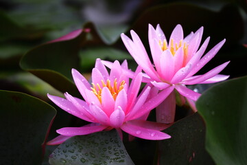美しいピンクの睡蓮の花