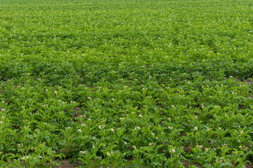 Fototapeta na wymiar Plantación de patatas en flor en primavera