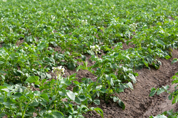 Plantación de patatas en flor en primavera