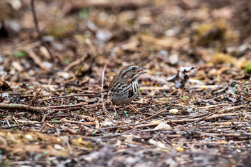 Sparrow on the ground