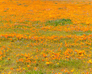 Plakat April 14, 2023, Lancaster, CA, USA: Wild flowers bloom on the side of the road in Lancaster, CA.