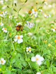 white butterfly on daisy