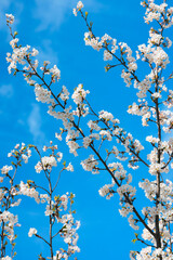 cherry tree blossom
