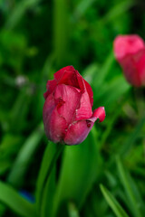 Tulip garden, Tulip Festival in Netherlands, full frame image