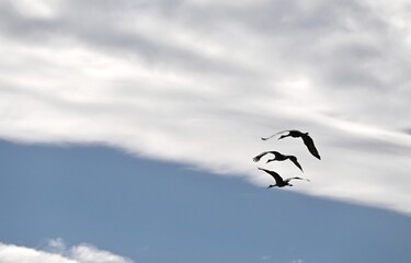 Three Sandhill Cranes Flying