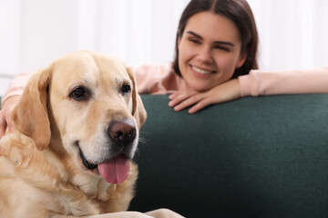 Cute Labrador Retriever with happy woman at home, focus on dog