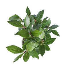 Beautiful bay tree with leaves growing in pot isolated on white, top view