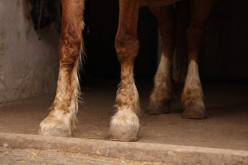 Horse standing on floor in stable, closeup. Lovely domesticated pet