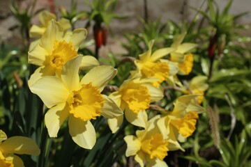 Fototapeta na wymiar Beautiful yellow daffodils growing outdoors on spring day