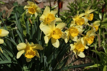 Obraz premium Beautiful yellow daffodils growing outdoors on spring day