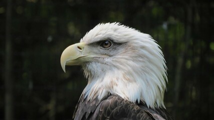 Fototapeta premium Animals