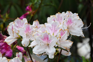 Fragrant White Pink Azalea Flowers (Rhododendrons) in Darjeeling Rock Garden
