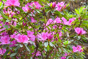 Fragrant Pink Azalea Flowers (Rhododendrons) in the garden