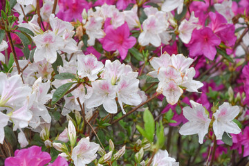 Fragrant White Pink Azalea Flowers (Rhododendrons) in Darjeeling Rock Garden