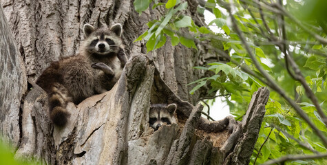 Raccoon Family Adventures: Exploring the Treetops with Curiosity and Playfulness.  Wildlife Photography.