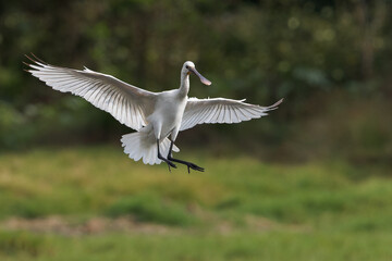 Eurasian Spoon-bill Wingspread In Flight And Landing