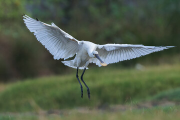 Eurasian Spoon-bill Wingspread In Flight And Landing