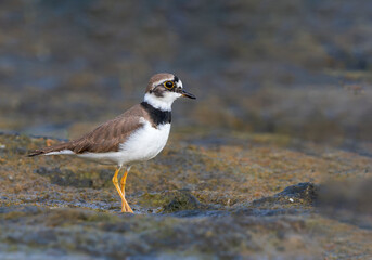 Portrait of Little Ringed Plover in Grey Background