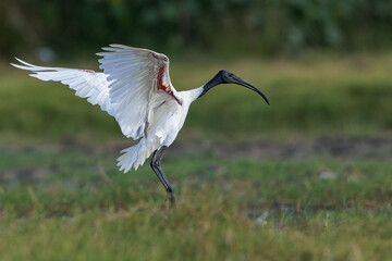 Black-headed Ibis Landing