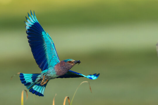 Indian Roller A Blue Bird From India Taking Off - Powered by Adobe