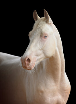 Portrait of a cremello horse on black background