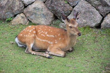 シカ(鹿)/地面に寝そべっている、角のある鹿