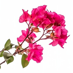 Naklejka na ściany i meble Blooming branches, pink red-purple flowers, and inflorescence of bougainvillea isolated on white background