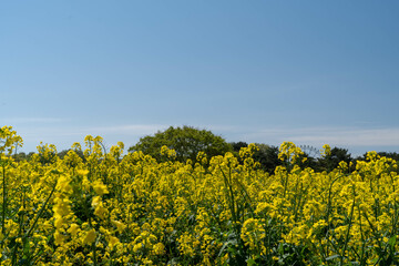 Obraz premium 青空と菜の花の風景
