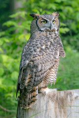 Closeup of a great horned owl showing off the beautiful feather pattern on its back and wings.