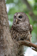 A hoot owl perched on a tree branch in Texas.