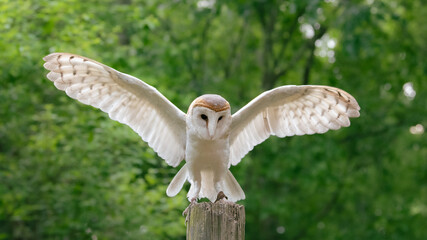 A widescreen image of a white owl with wings extended.