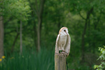 A beautiful white owl in front of a background of green forest.