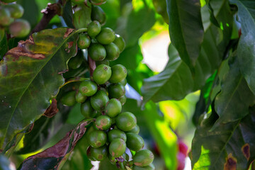 Cafezeiro carregado de fruta	
