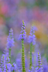 Obraz premium Veronica longifolia blauriesin or speedwells blue flowers selective focus.