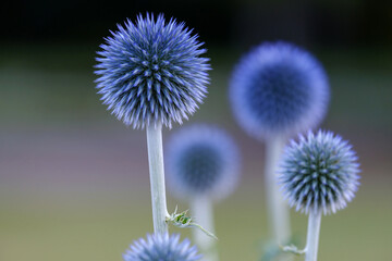 Ball thistle veitchs blue in a garden closeup.
