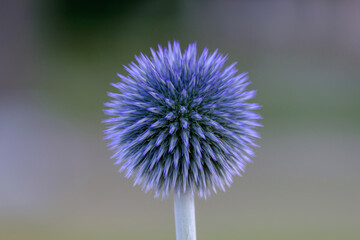 Ball thistle veitchs blue in a garden closeup.