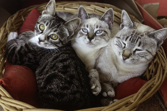 Filhotes felinos