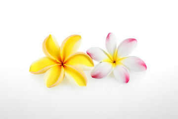 Fototapeta na wymiar Tropical beautiful flowers, frangipani plumeria flower isolated on white background. Created with Generative AI Technology