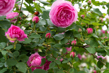 薔薇