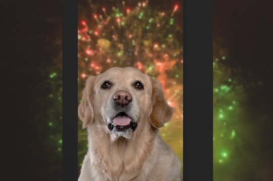 Domestic Dog Looks Watching The Fireworks In Window