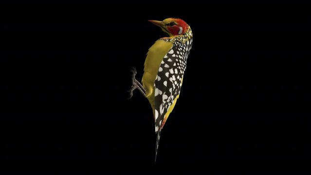 African Woodpecker Bird - Red Yellow Barbet - Tree Seating Loop - Side View CU - 3D animation with alpha channel