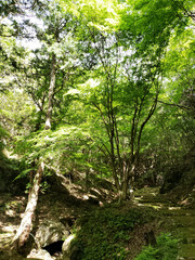 Obraz premium 東山公園散策