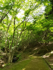 Obraz premium 東山公園散策