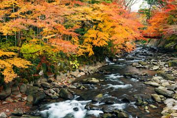 修善寺温泉の桂川と紅葉